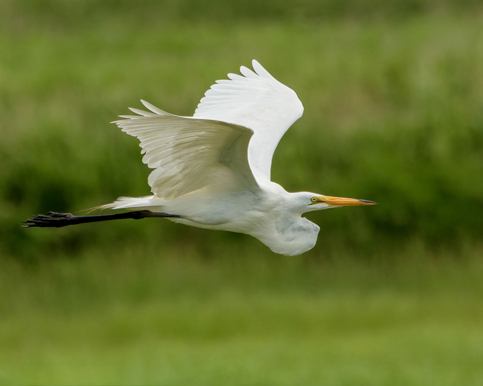 Wayne Zussman photo "Egret in Flight"